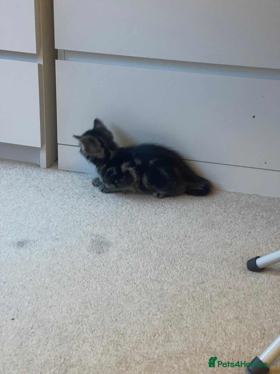 Mixed Breed cats for sale: 5 Kitties  - Image 18