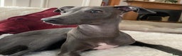 Italian Greyhound dogs for sale: Italian Greyhound Pups - Blue with White Chests 🐾 - Advert 2