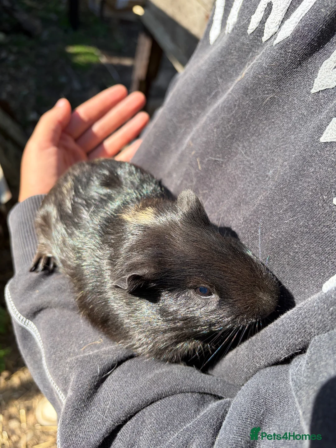 Guinea Pig rodents for sale: guinea pigs for sale  in Beccles - Advert 2
