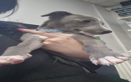 Whippet dogs for sale: BEAUTIFUL BLUE WHIPPET GIRL  - Image 3