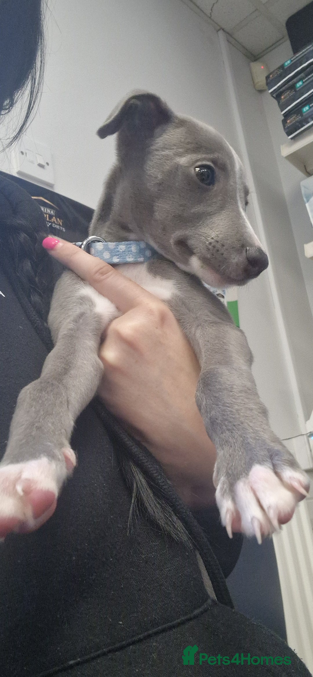 Whippet dogs for sale: BEAUTIFUL BLUE WHIPPET GIRL  - Image 3