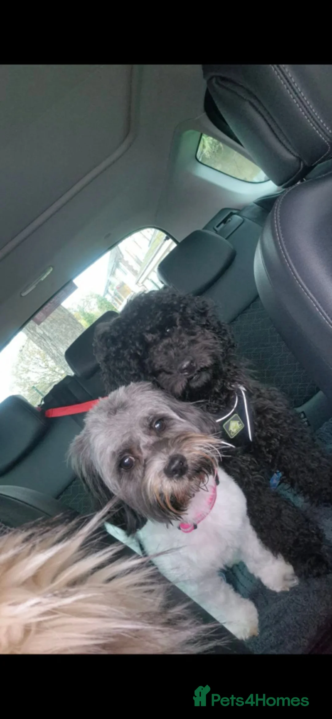 Mixed Breed dogs for sale: Cockashihpoos  - Advert 2