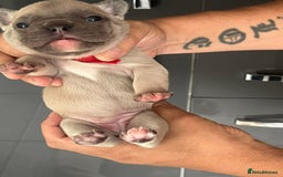French Bulldog dogs for sale: Ready to leave on the 12th of September - Image 11