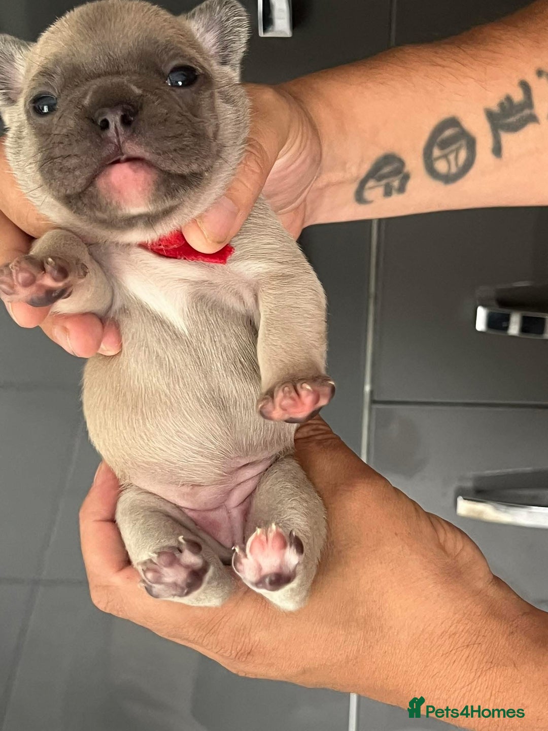 French Bulldog dogs for sale: Ready to leave on the 12th of September - Image 11