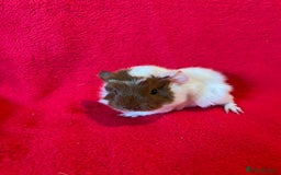 Guinea Pig rodents for sale: Mixed guinea pigs for sale  - Image 2