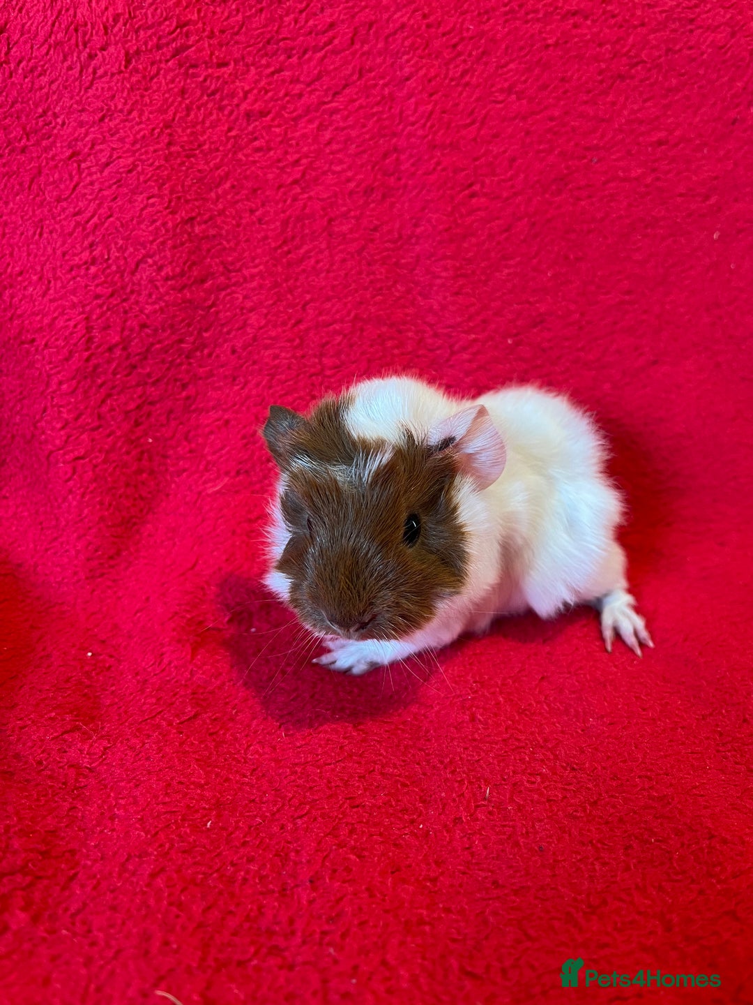 Guinea Pig rodents for sale: Mixed guinea pigs for sale  - Image 2