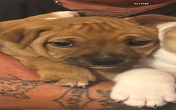 Staffordshire Bull Terrier dogs for sale: Beautiful big puppies  - Image 13
