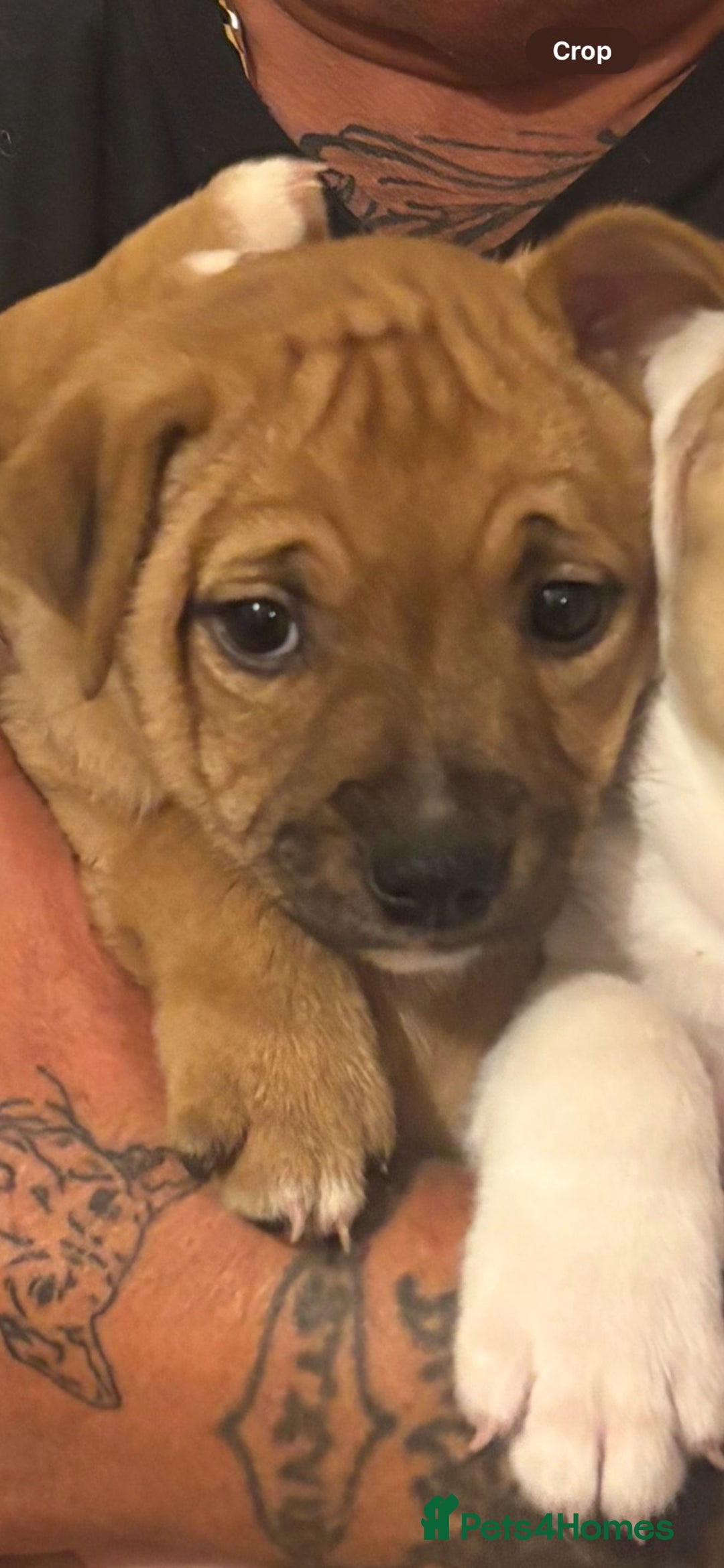 Staffordshire Bull Terrier dogs for sale: Beautiful big puppies  - Image 13