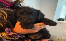 Mixed Breed dogs for sale: Bedlington cross cocker spaniel puppies  - Image 5