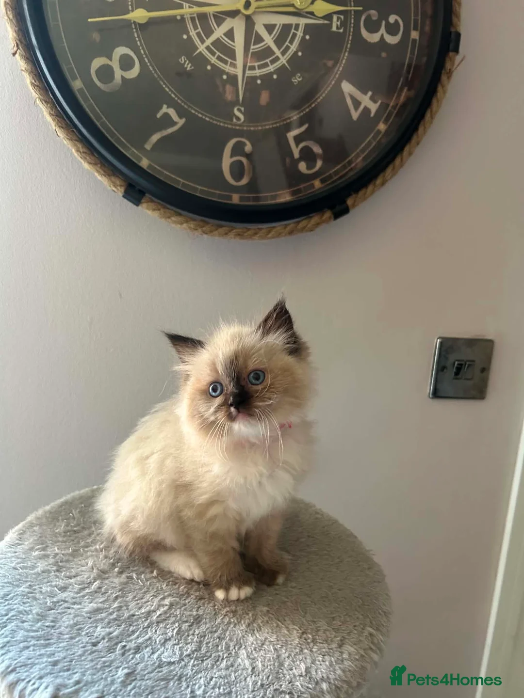 Ragdoll cats for sale: Beautiful Ragdoll Kittens Ready Soon 🐾 - Advert 13