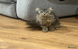 Ragdoll cats for sale: Beautiful ragdoll kittens - Image 6