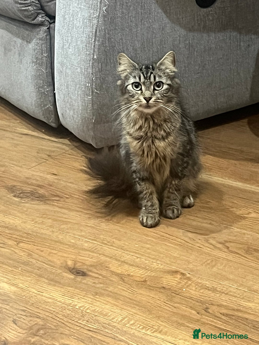 Ragdoll cats for sale: Beautiful ragdoll kittens - Image 6