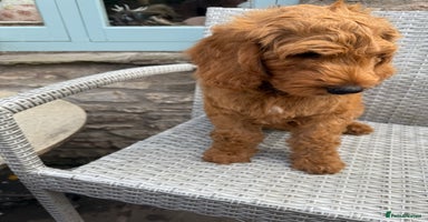 Goldendoodle dogs - Advert 6