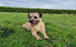 Border Terrier dogs for sale: 4 year old Male pedigree Border  - Image 1