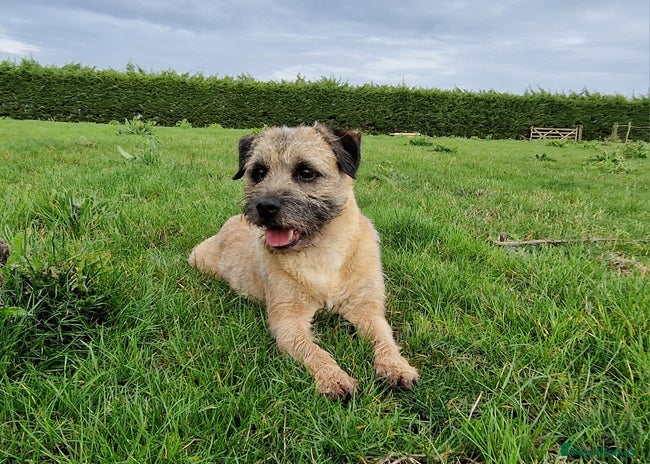 Border Terrier dogs - Advert 1