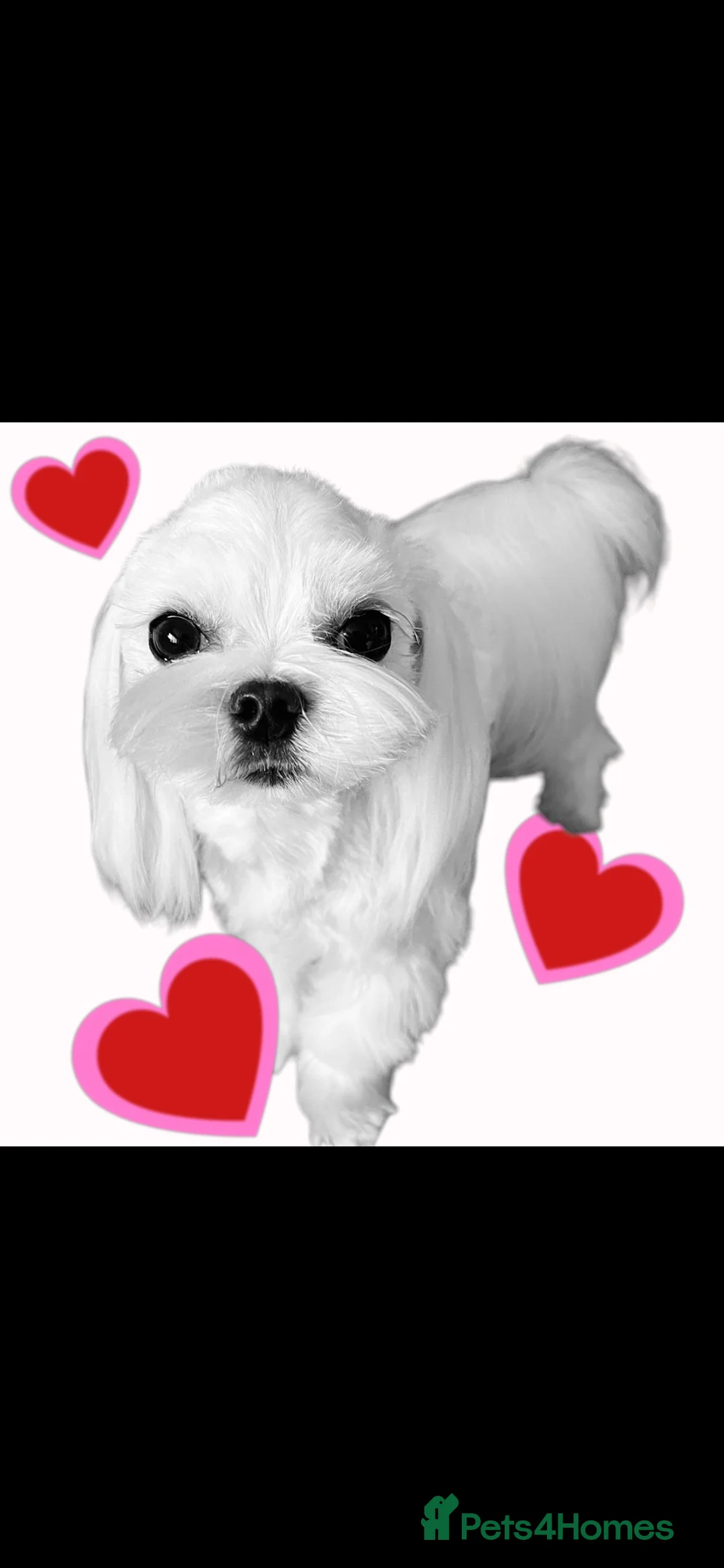 Maltese dogs for stud: KCReg Tiny Korean Bred/ Doll Faced/ At Stud - Advert 2