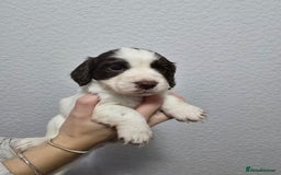 Cocker Spaniel dogs for sale: Stunning working cocker spaniel pups  - Advert 1