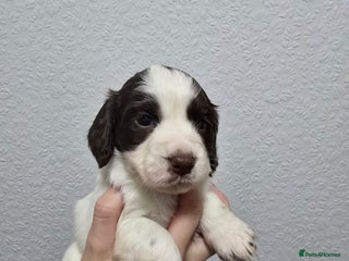 Cocker Spaniel dogs Stunning working cocker spaniel pups - Advert 4