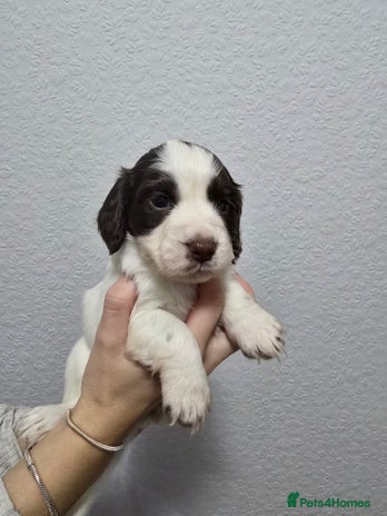 Cocker Spaniel dogs Stunning working cocker spaniel pups - Advert 1