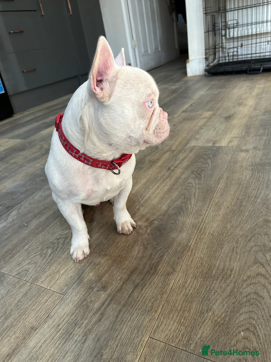 French Bulldog dogs for sale: Pink French bulldog male - Advert 4