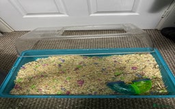 Gerbil rodents for sale: 2 Female Gerbils 10-11 Weeks old - Image 8