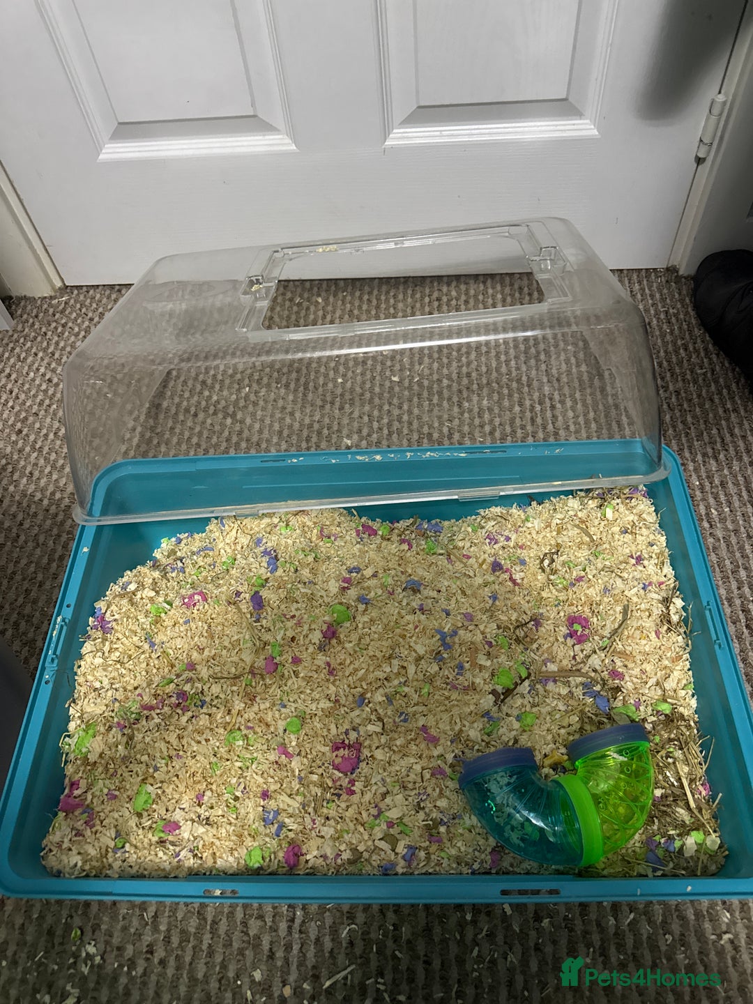 Gerbil rodents for sale: 2 Female Gerbils 10-11 Weeks old - Image 8