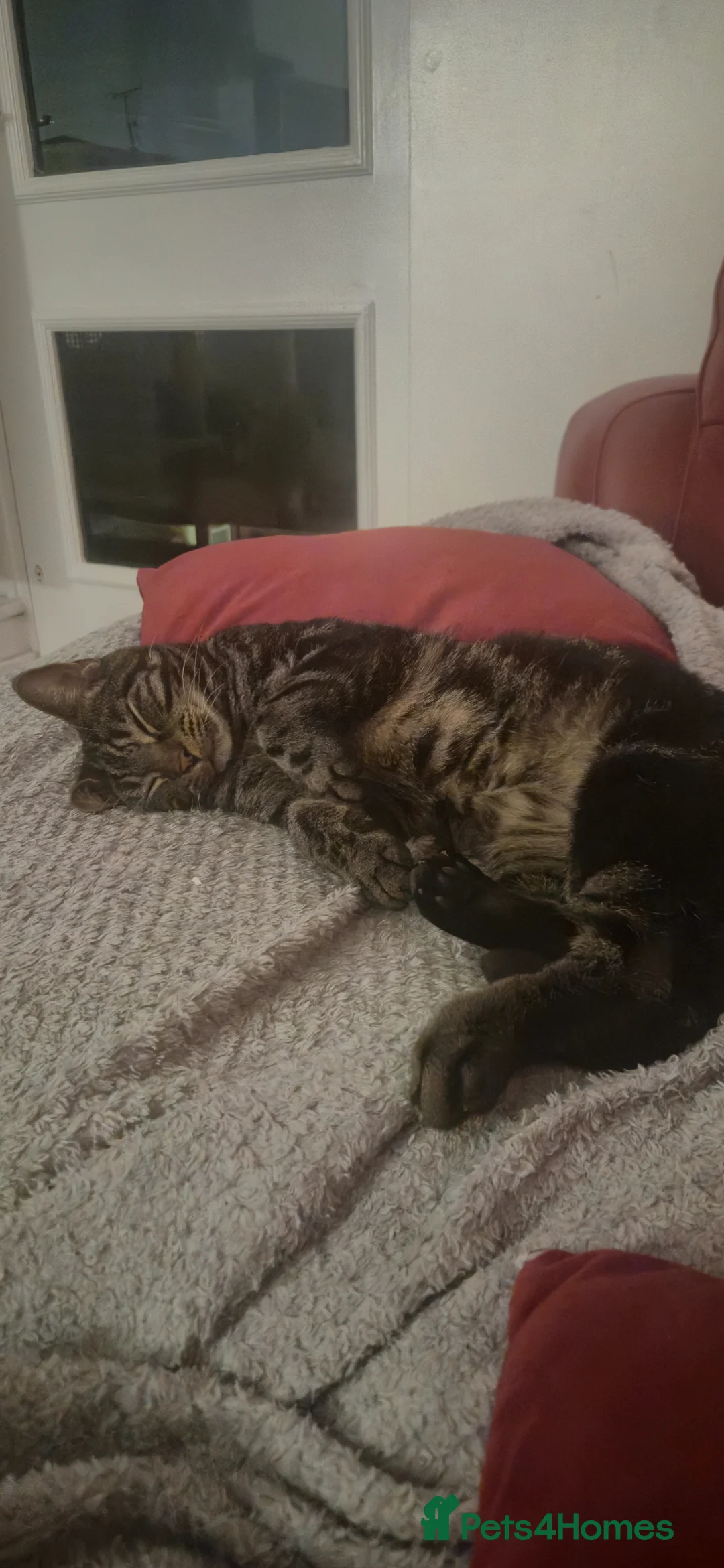 Mixed Breed cats for sale: Male tabby cat neutered (south london)  in Beckenham - Advert 2