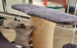 Siamese cats for sale: Old Style Siamese Kittens. Raised with love & care - Image 26