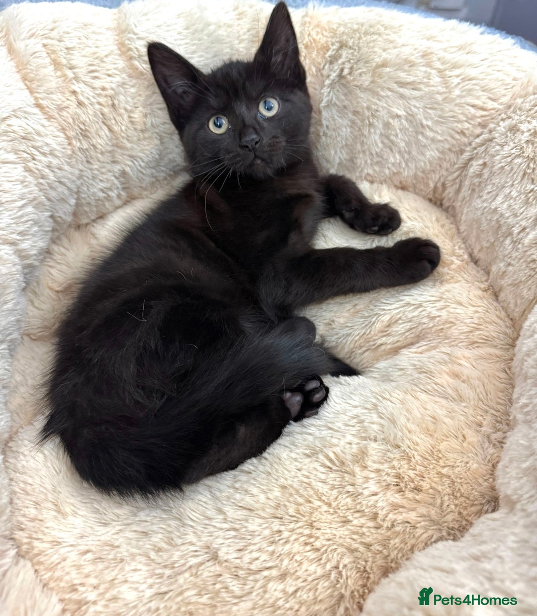 Mixed Breed cats for sale: FAMILY KITTYS  - Image 3