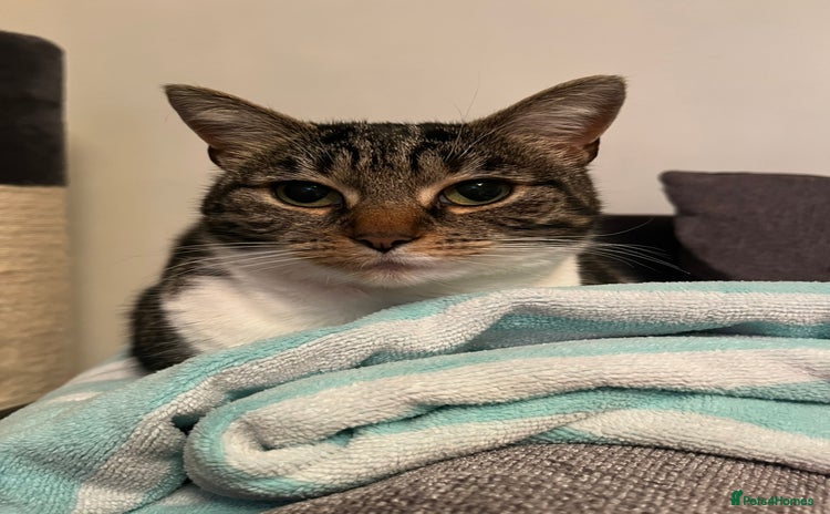 Domestic Shorthair cats - Advert 1