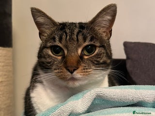 Domestic Shorthair cats - Advert 28