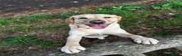 Golden Retriever dogs for sale: Expected Litter Golden Retriever / Golador Puppies - Advert 6