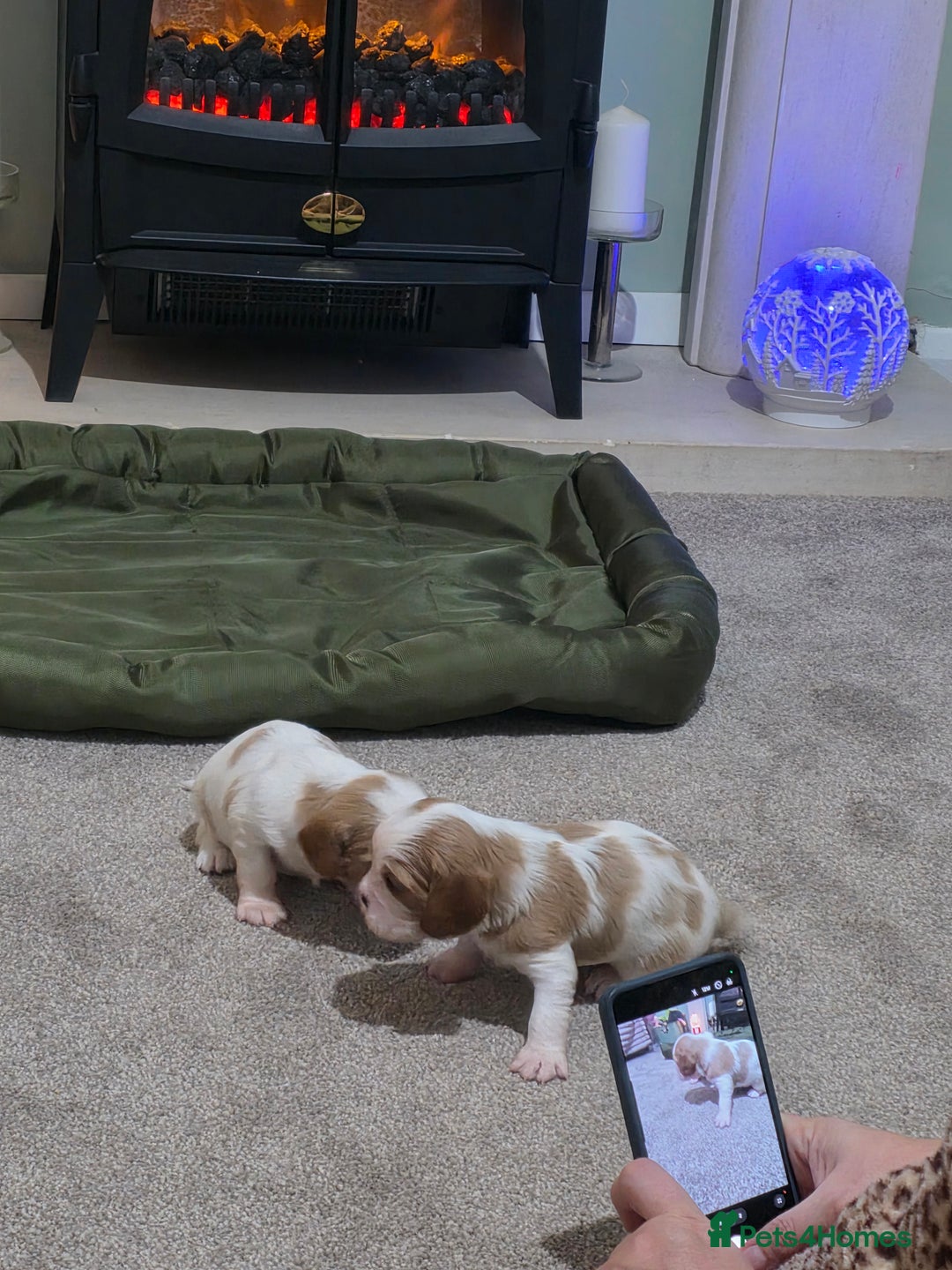 Cavalier King Charles Spaniel dogs for sale: Cavalier king charles puppies  - Advert 22