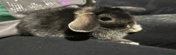 Mini Lop rabbits for sale: Baby Mini Lops  - Advert 2