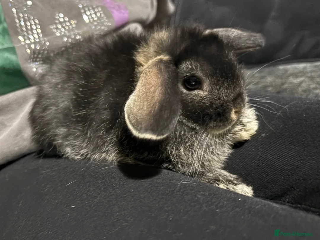 Mini Lop rabbits for sale: Baby Mini Lops  - Advert 2