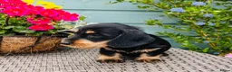 Dachshund dogs for sale: 🐾🌿 KC Registered Teckel Dachshund Litter 🌿🐾 - Advert 9