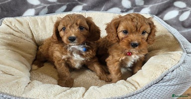 Cavapoo dogs - Advert 1