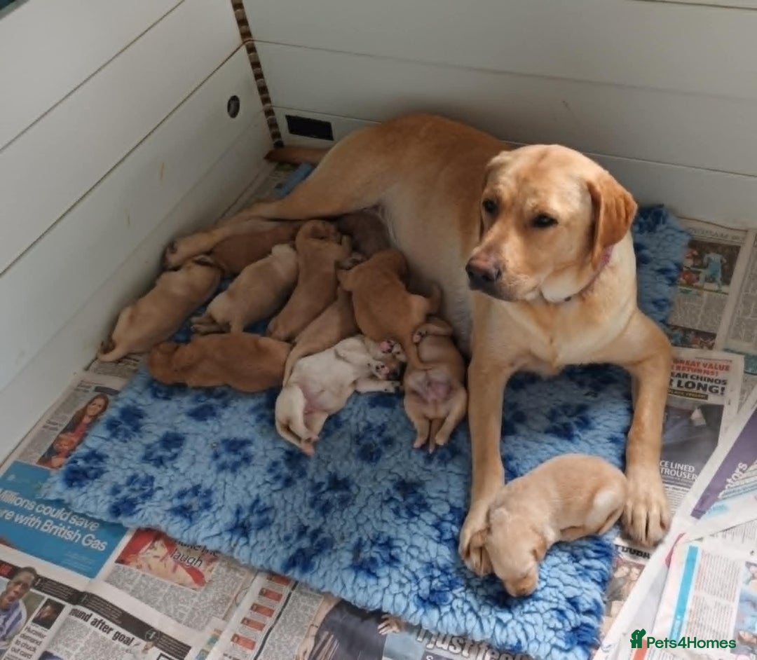 Labradoodle dogs for sale: f1 MINIATURRE LABRADOODLES FROM 5*LICENCED BREEDER - Image 6