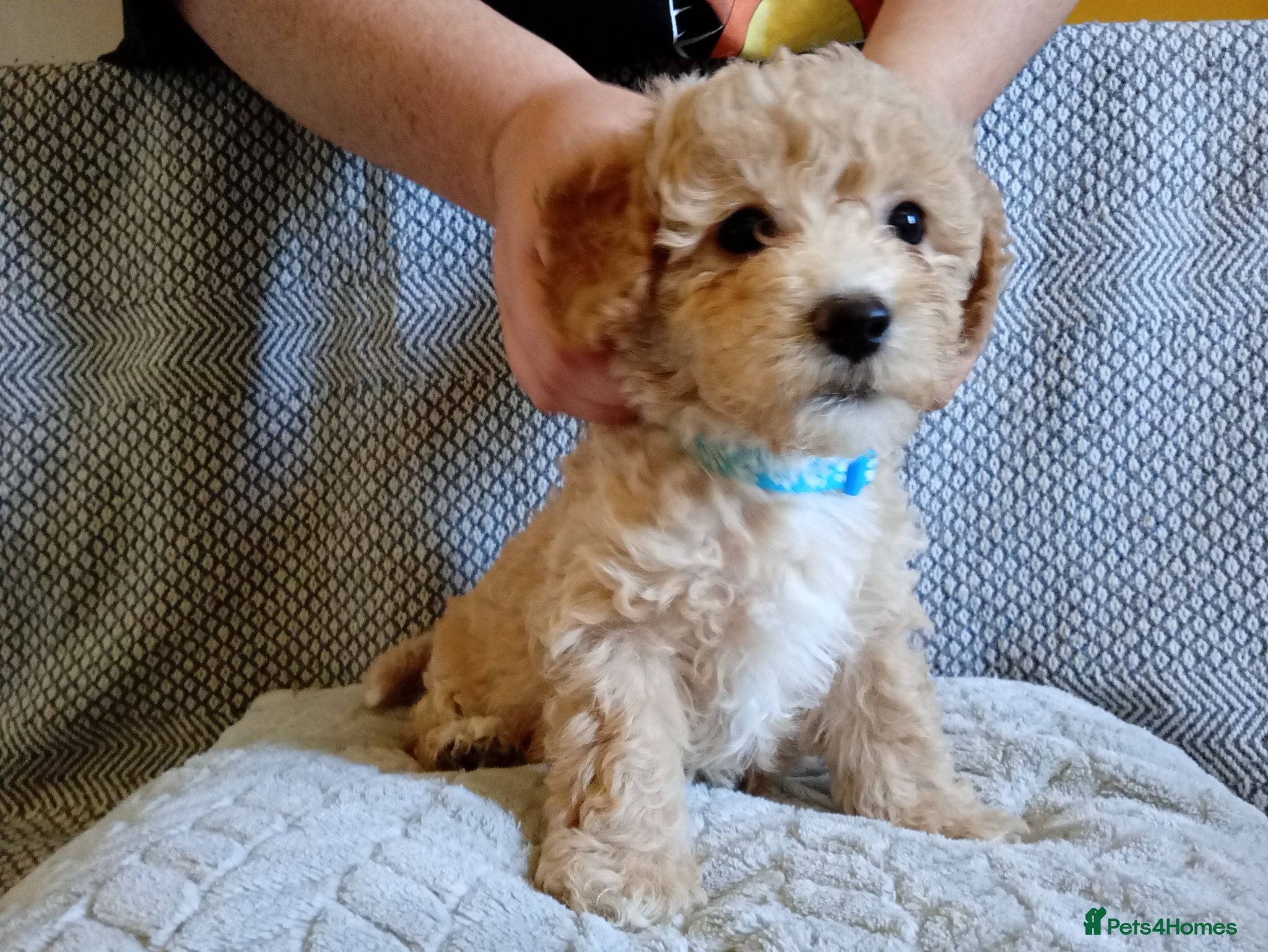 Poochon dogs F1 Poochon Puppies - Advert 17