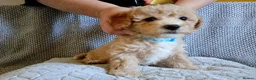 Poochon dogs for sale: F1 Poochon Puppies READY TO LEAVE *reduced* - Advert 5