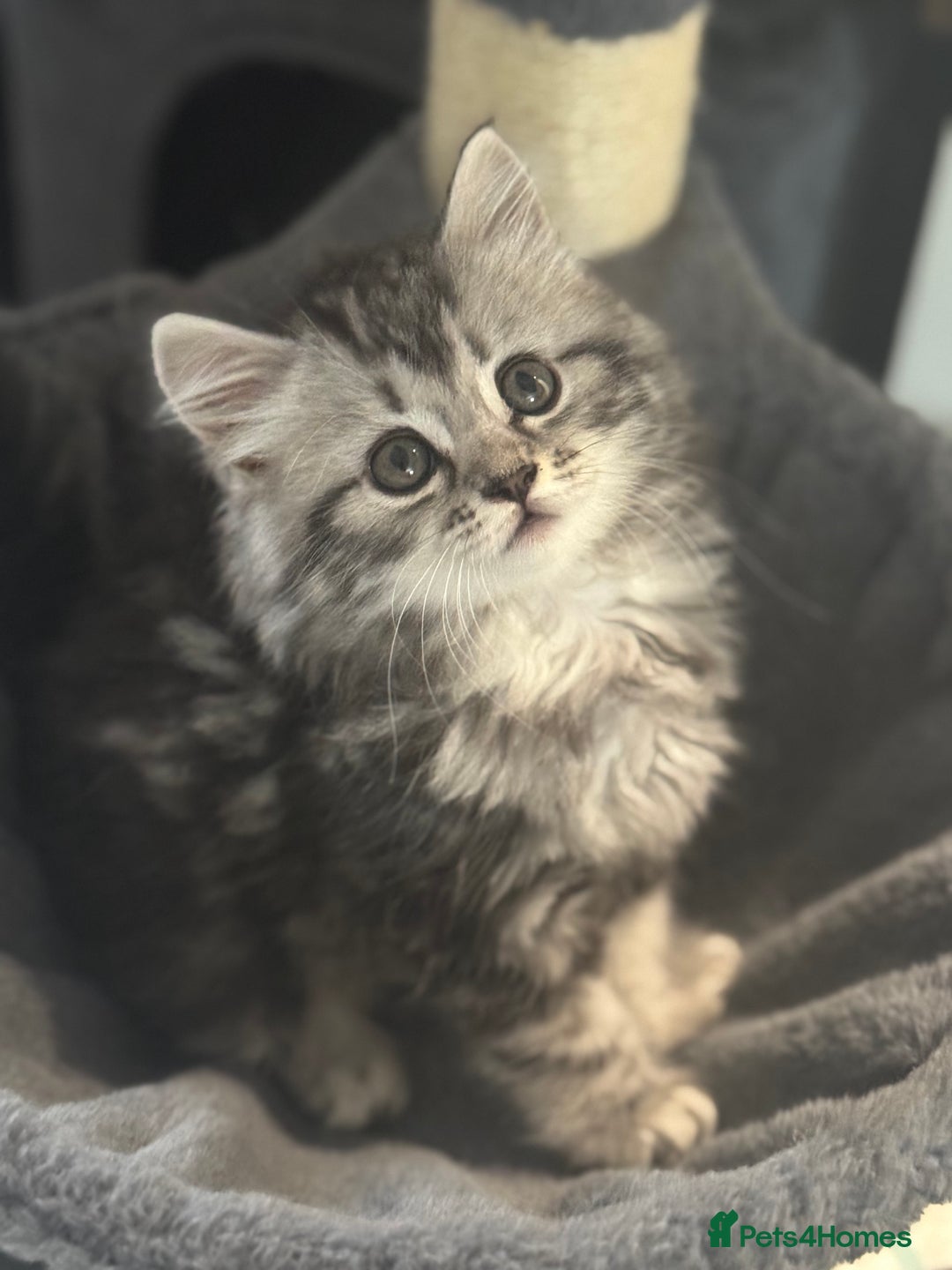 Mixed Breed cats for sale: Maine coon x Persian  - Image 25