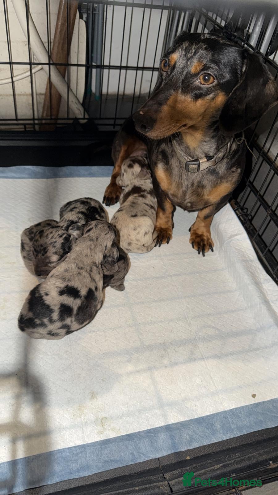 Doxiepoo dogs Doxipoo puppies in Haywards Heath - Advert 2