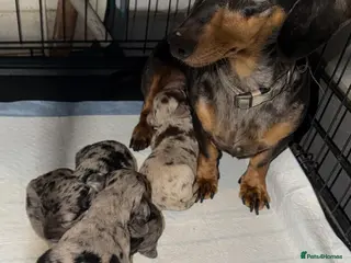 Doxiepoo dogs Doxipoo puppies in Haywards Heath - Advert 4