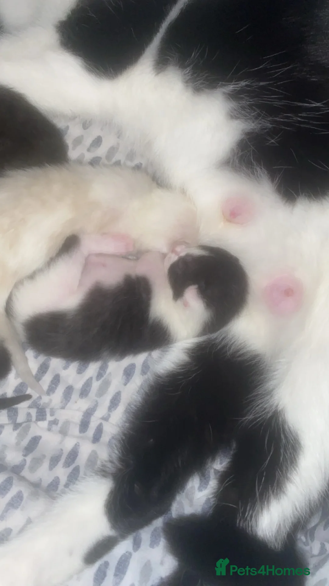 Siamese cats for sale: Beautiful kittens  - Advert 2