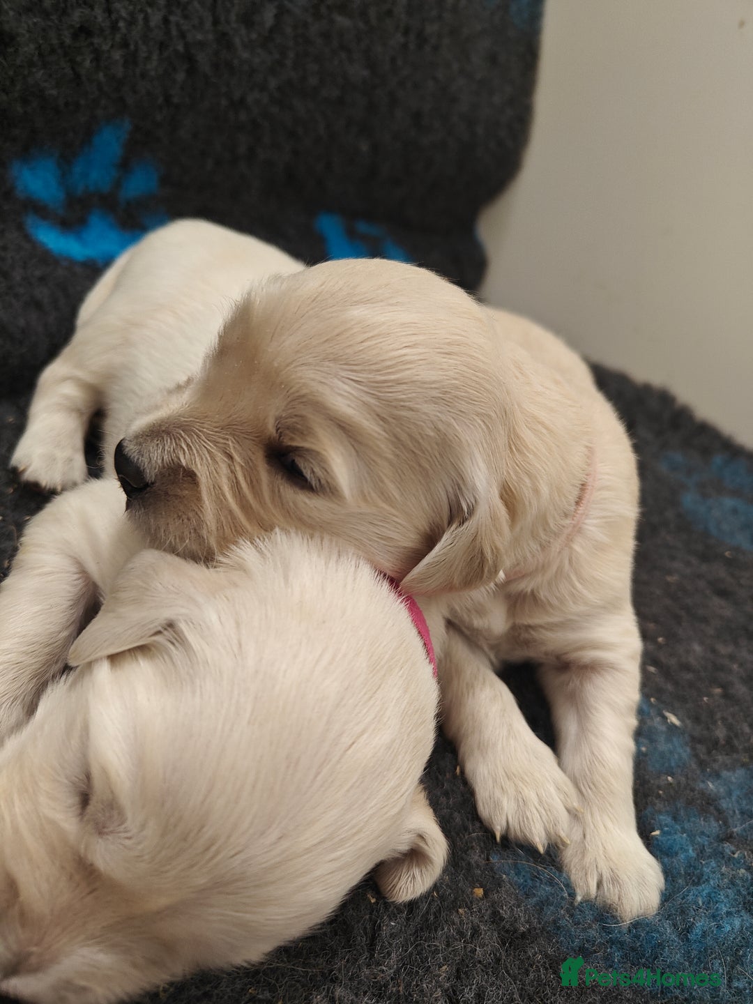 Golden Retriever dogs for sale: Outstanding KC registered Golden Retriever Puppies - Image 6