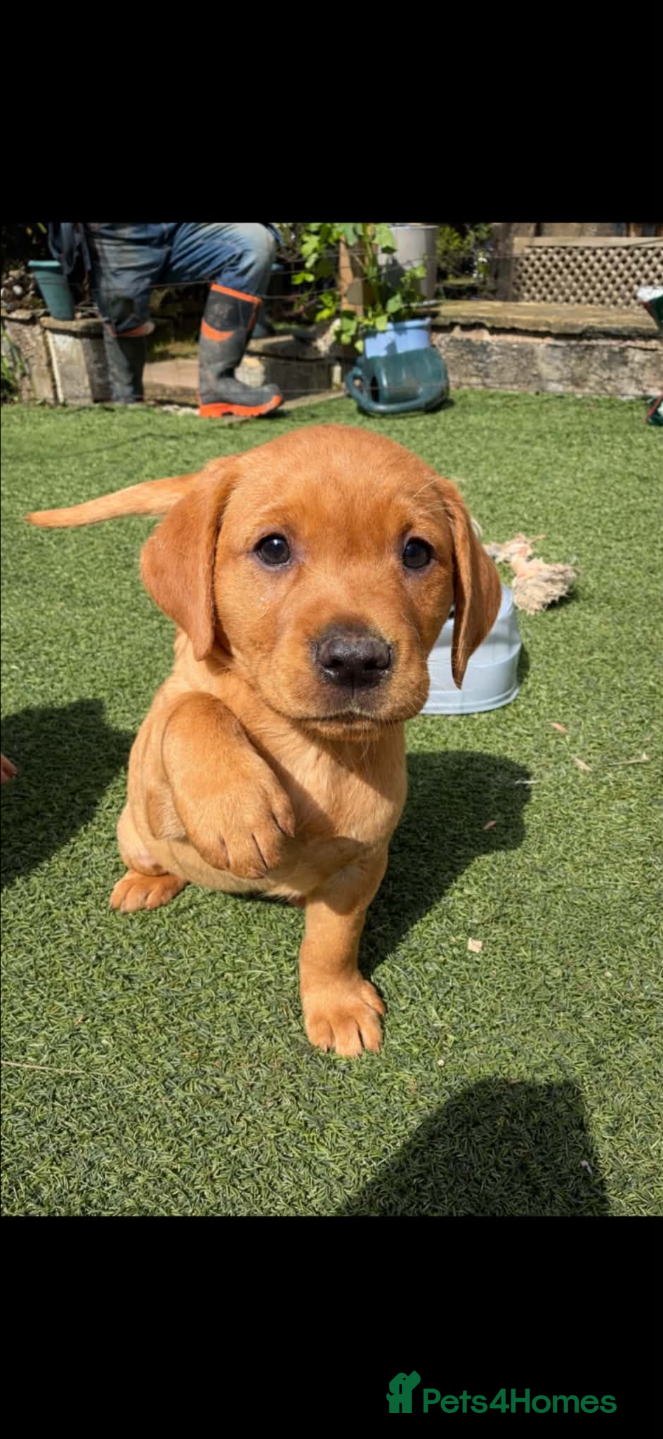 Labrador Retriever dogs Fox red Labradors  - Advert 2