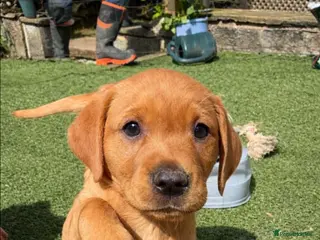 Labrador Retriever dogs Fox red Labradors - Advert 2