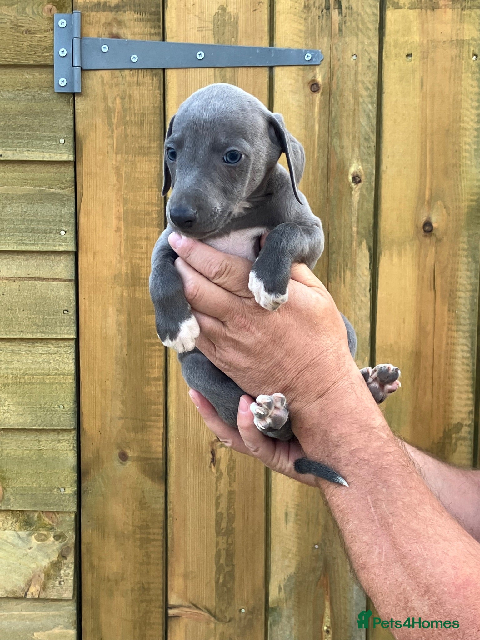Mixed Breed dogs Italian greyhound whippet pups  - Advert 17