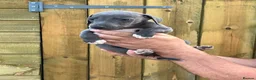 Mixed Breed dogs for sale: Italian greyhound whippet pups  - Advert 4