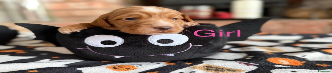 Cocker Spaniel Puppy 7